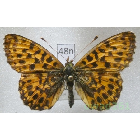Boloria dia (Linnaeus, 1767) Czech48n